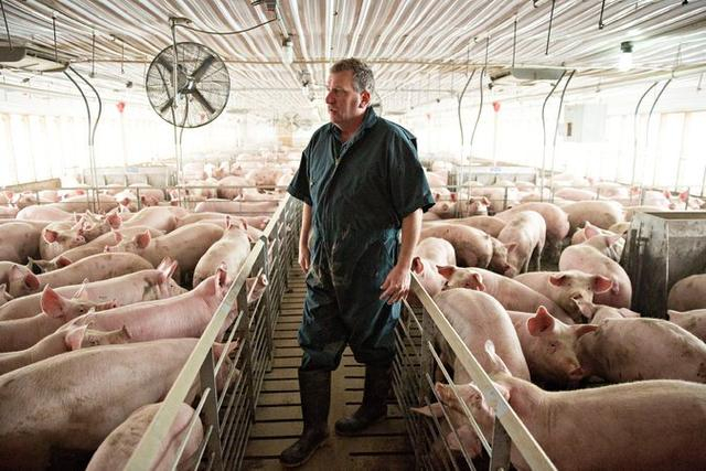 美国肉制品库存达历史新高 家禽销售库存泛滥成灾