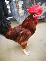 滁州优质水产品与家禽销售渠道指南