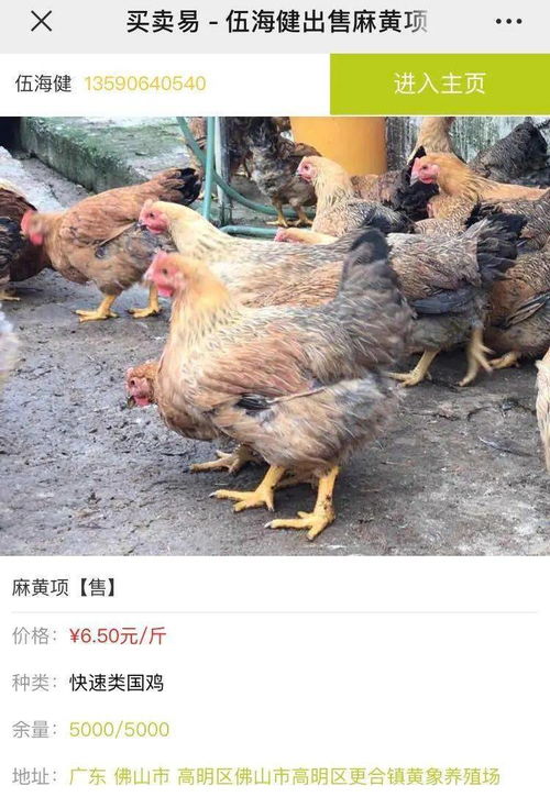 地摊经济火了，能带动家禽销售与鸡价上涨吗？