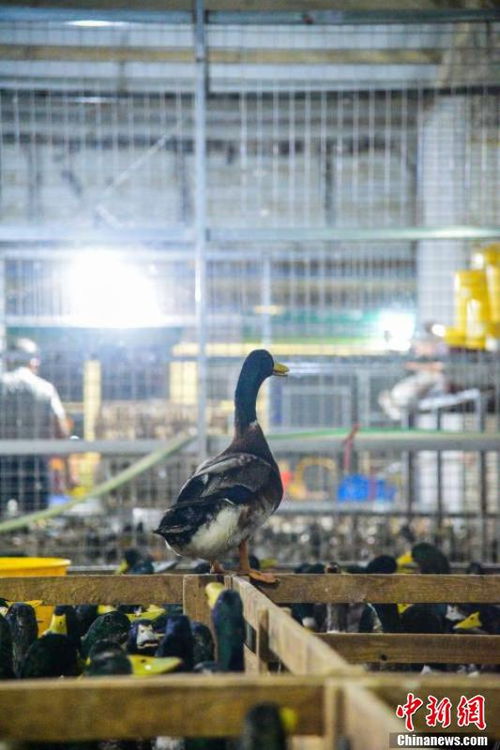 中元节前夕广西市场“鸭力”剧增，农贸市场销量翻近3倍