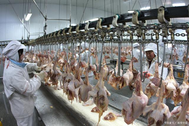 疫情下的家禽业困局 肉鸡产业亟需系统性调整