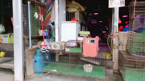 鸡档老板改行了吗？吃鸡太难了，鸡是无辜的呀！