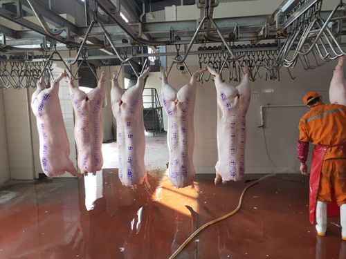 主动作为 确保枝江“菜篮子”平稳运行 家禽销售破局突围