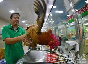 强化监管杜绝活禽交易，余杭区推动家禽销售规范化