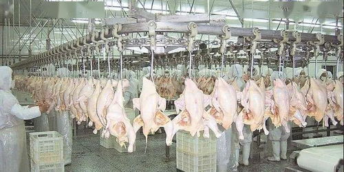 疫情催化下家禽销售模式变革 26省市推动集中屠宰与冰鲜上市