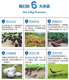 泉儿沟养殖基地 五台山鸡苗与家禽专业销售