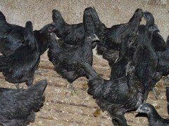 绿壳蛋黑鸡苗 优质家禽养殖的首选