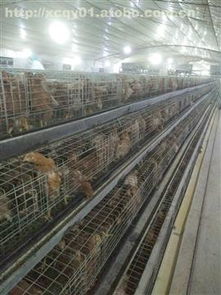 鹤壁市鑫驰禽业农民专业合作社 海兰京红京粉家禽热卖促销