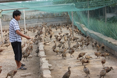 农村养殖致富网 开启家禽销售财富之门