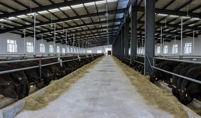 龙江县 打造“三个百亿级”产业集群 家禽销售成关键引擎