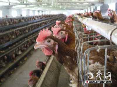 H7N9禽流感冲击下的荆州家禽业 挑战与复苏之路