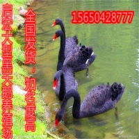 小鹅苗市场全解析 价格、品牌厂家与家禽销售指南