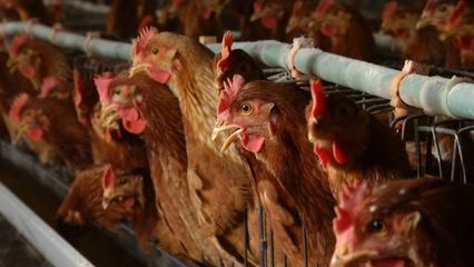 湖北率先制订土鸡蛋标准，家禽销售迎来新规范