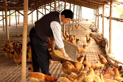 天然养殖土鸡 肉质鲜嫩的理想家禽选择