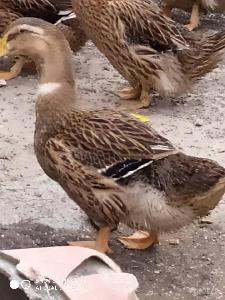 麻鸭苗市场全解析 价格、选购指南与品牌厂家推荐