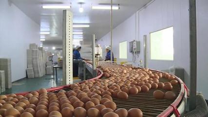 慕名而来公安县 探寻国家级农业产业化龙头的家禽销售新篇章