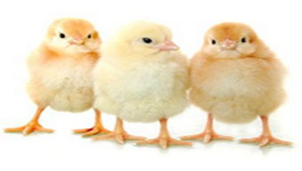 肉鸡价格反弹推动鸡苗行情升温，家禽销售迎来新机遇