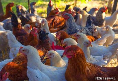 选对家禽，走稳致富路——市场分析与养殖建议