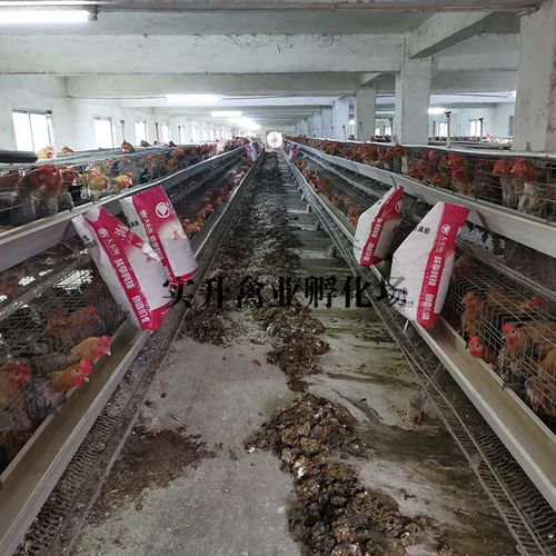 吉安小脚鸡苗养殖技术与家禽销售市场解析