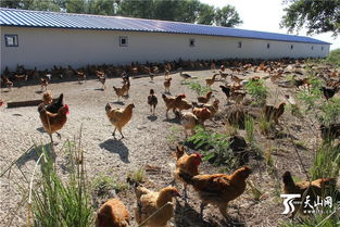 一八五团特色家禽销售走俏 绿色养殖助力乡村振兴